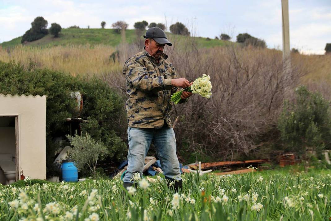 Bir demeti tarlada 100-120 TL, tezgahta 150-200 TL! O kentte hasat başladı 6